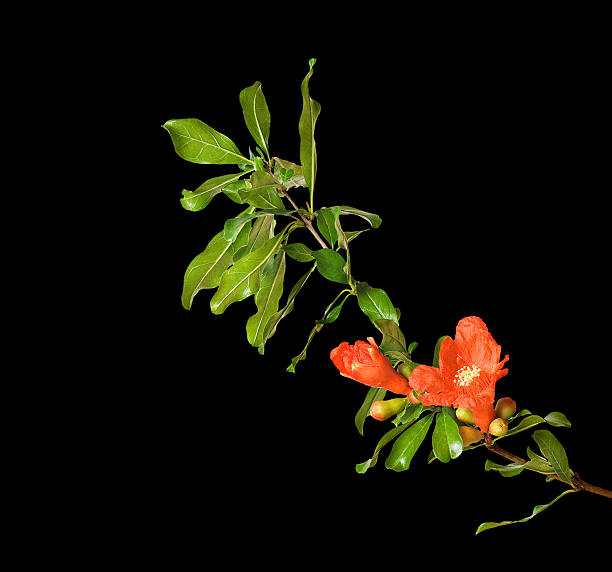 istock Pomegranate branch with flowers 152542292