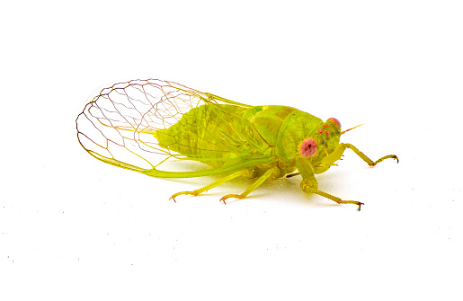 A Cicada On Pink Cloth