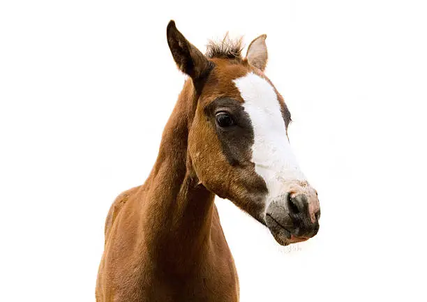 A young filly with a white stripe on her face, isolated on a white background.