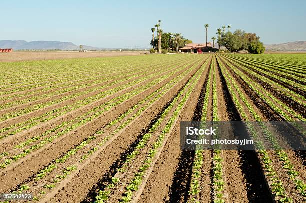 Campo De Alface - Fotografias de stock e mais imagens de Arizona - Arizona, Quinta, Yuma