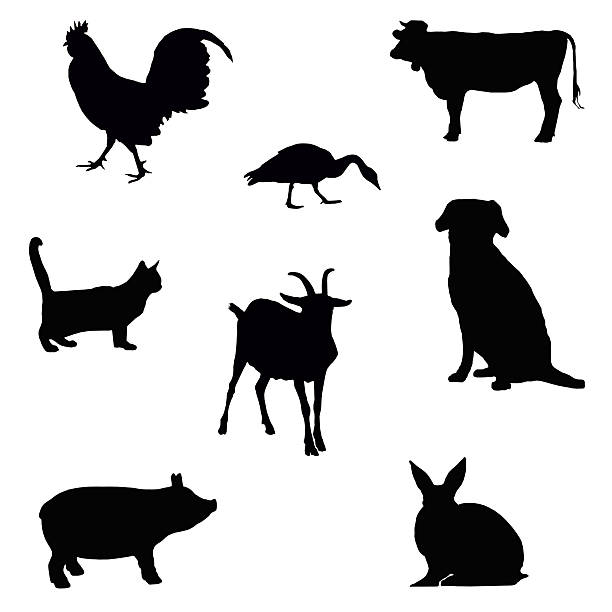 farm animal silhouettes collection of farm animal silhouettes isolated on white silhouette of a black and white rabbit stock pictures, royalty-free photos & images
