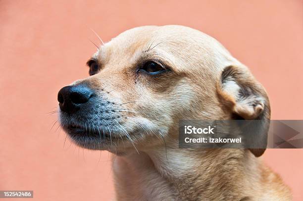 Portrait Of A Dog Listening Carefully Stock Photo - Download Image Now - Adult, Animal, Canine - Animal