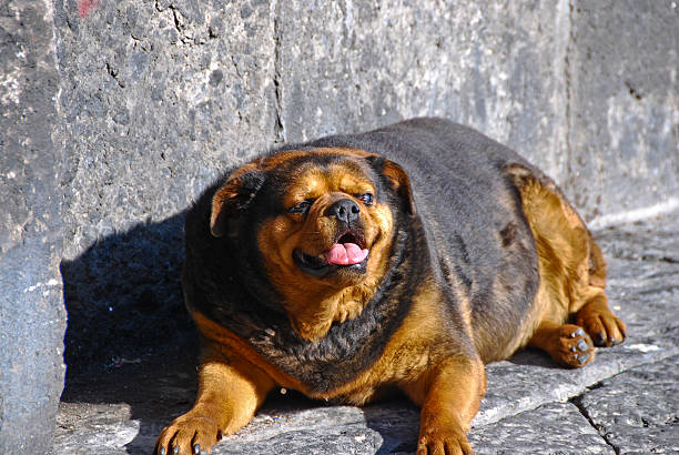 Fat Dog Resting stock photo