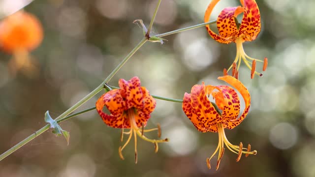 Lilium Humboldtii Ocellatum Bloom - Santa Monica Mtns - 062823