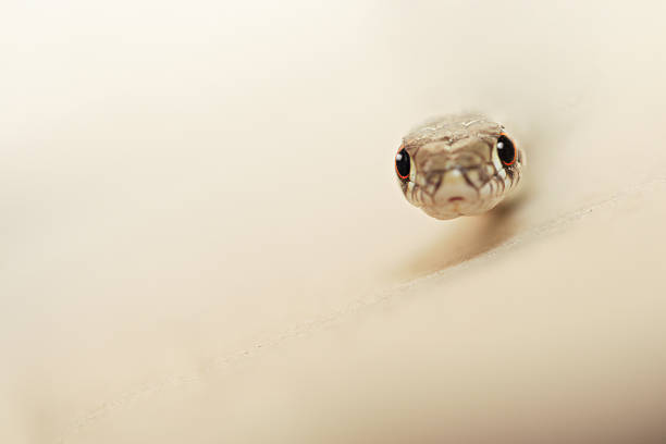 istock The eyes of  desert 152543036