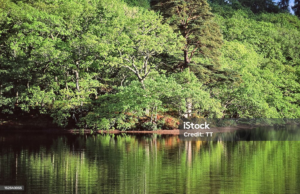 Wasser Reflexionen - Lizenzfrei Ast - Pflanzenbestandteil Stock-Foto