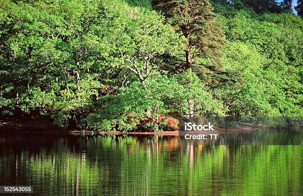 Foto de Reflexos De Água e mais fotos de stock de Arborizado - Arborizado, Arbusto, Beleza natural - Natureza