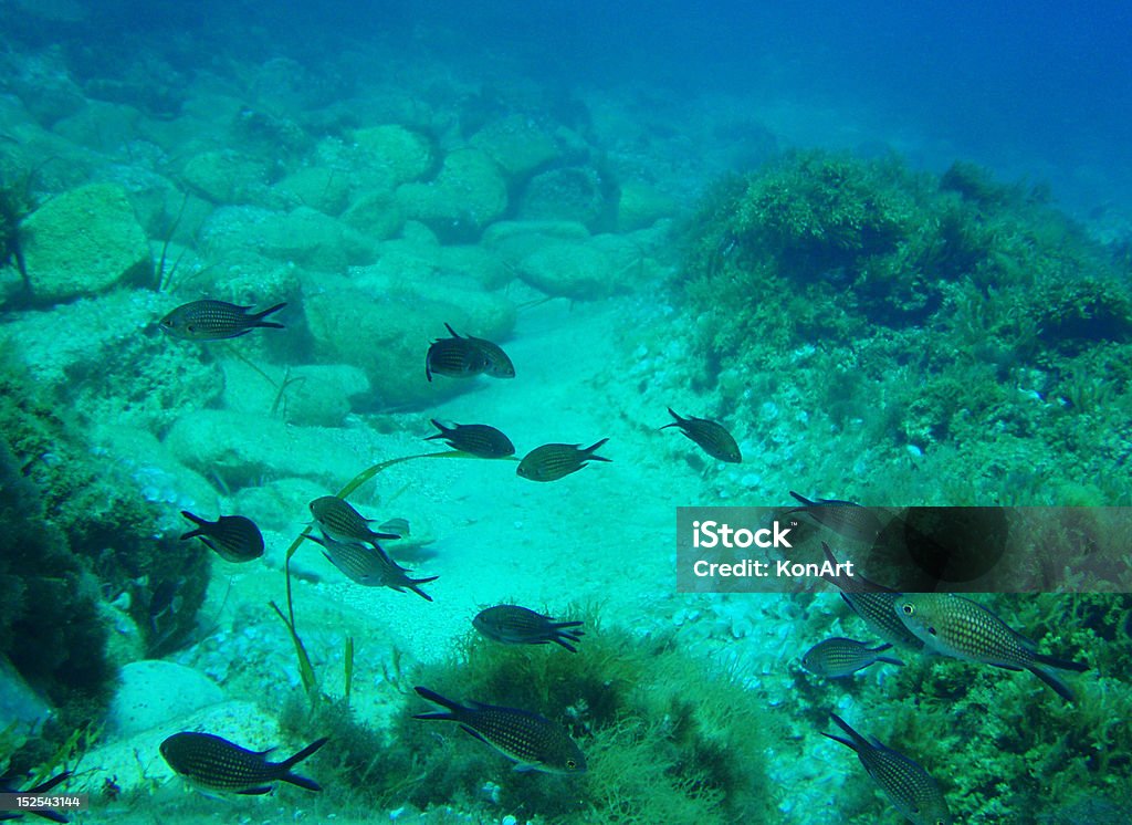 Unterwasser Aufnahmen mit kleinen shoal Fische in tropischen Meer - Lizenzfrei Bewegungsaktivität Stock-Foto