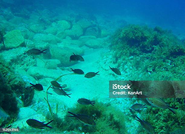 Unterwasser Aufnahmen Mit Kleinen Shoal Fische In Tropischen Meer Stockfoto und mehr Bilder von Bewegungsaktivität
