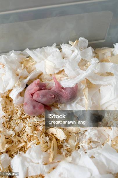 Bebê Hamsters - Fotografias de stock e mais imagens de Animal - Animal, Animal recém-nascido, Cor de rosa