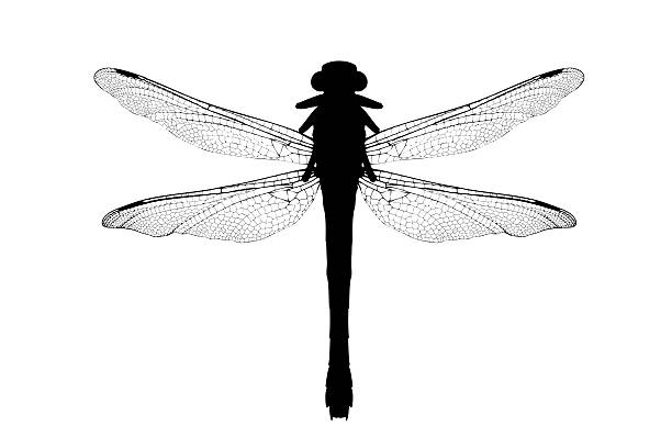 istock Silhouette of a dragonfly 152543196