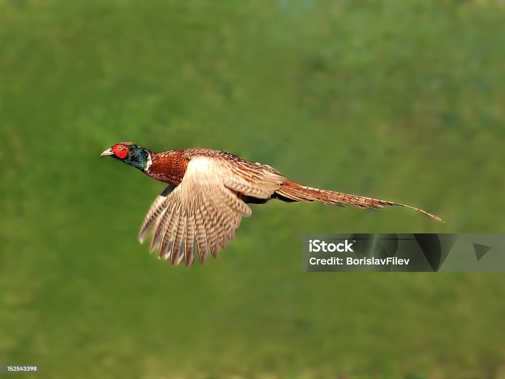 Pheasant in flight European common pheasant in fligh Flying Stock Photo