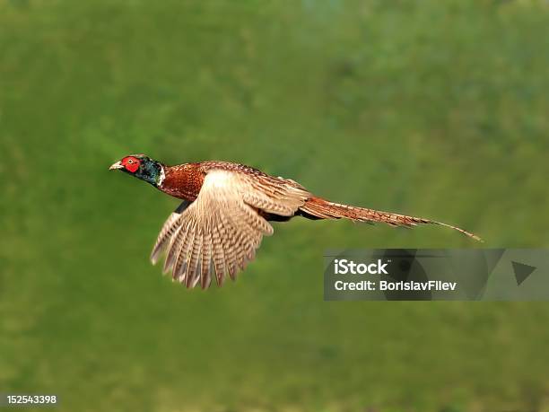 Pheasant In Flight Stock Photo - Download Image Now - Flying, Pheasant - Bird, Animal