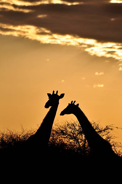 istock Giraffe's silhouette against evening sky 152543535