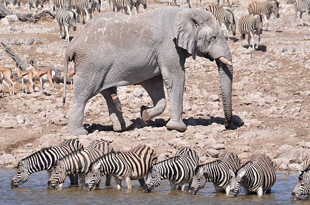 istock Elephant and zebras at the waterhole 152543540