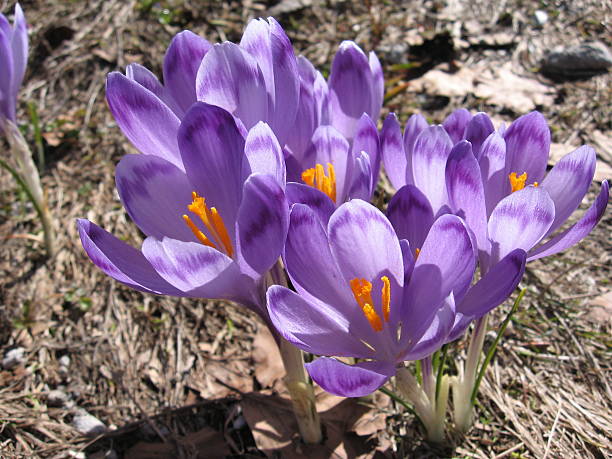 Crocus stock photo