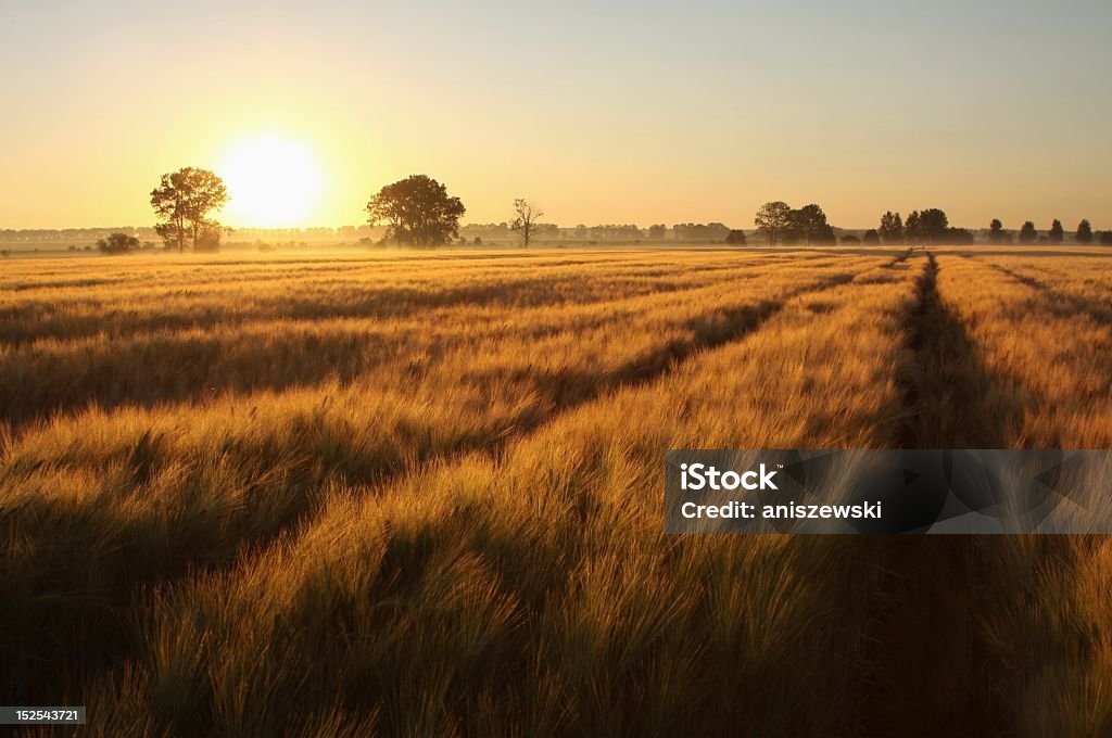 Sonnenaufgang über den Feldern - Lizenzfrei Sonnenaufgang Stock-Foto