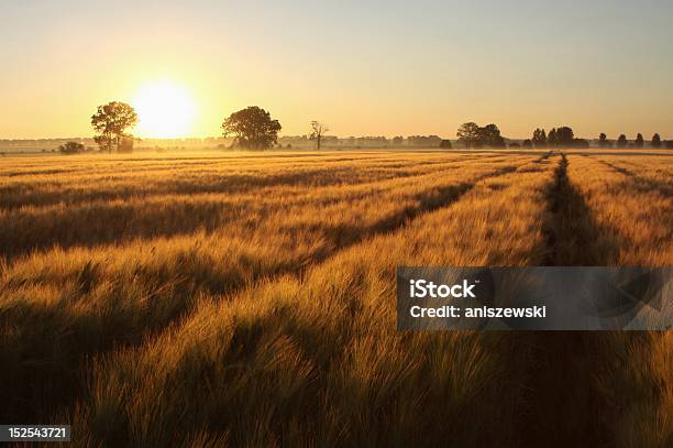 Sonnenaufgang Über Den Feldern Stockfoto und mehr Bilder von Sonnenaufgang - Sonnenaufgang, Weizen, Feld