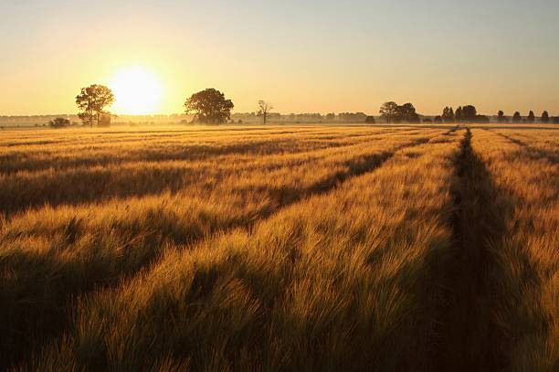 lever du soleil sur les champs - grass area grass summer horizon photos et images de collection