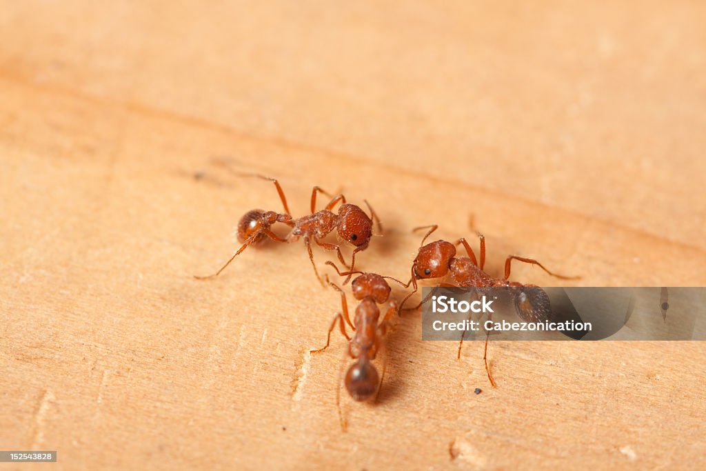 red fire ants A macro shot of red fire ants meeting for talk. Red Imported Fire Ant Stock Photo
