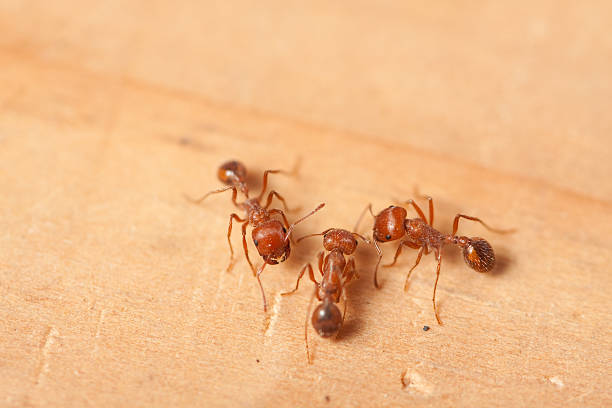 Tres rojo fire ants en superficie de madera - foto de stock