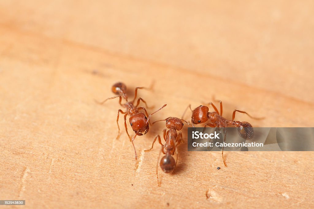 Tre rosso fuoco ants sulla superficie del legno - Foto stock royalty-free di Formica di fuoco