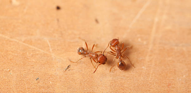 Rojo fire ants - foto de stock