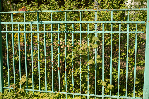 Green fence made of steel rods. Fence around park. Details of territory. Fence and bushes.