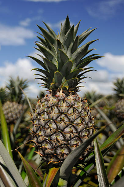 Pineapple stock photo