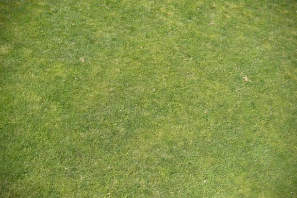 istock Green grass. Top view field. Lawn in park. 1525442443