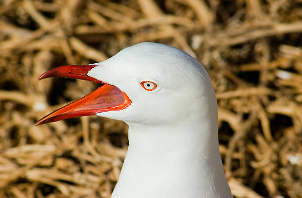 Cabeça de gaivota - foto de acervo