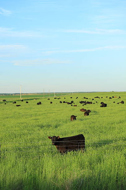 istock Cattle and Calves in Lush Pasture 152545053