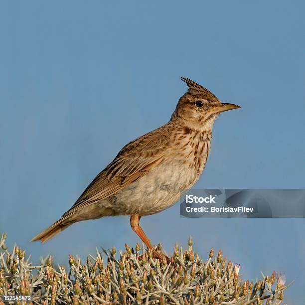 Allodola - Fotografie stock e altre immagini di Alaudidi - Alaudidi, Animale, Animale selvatico