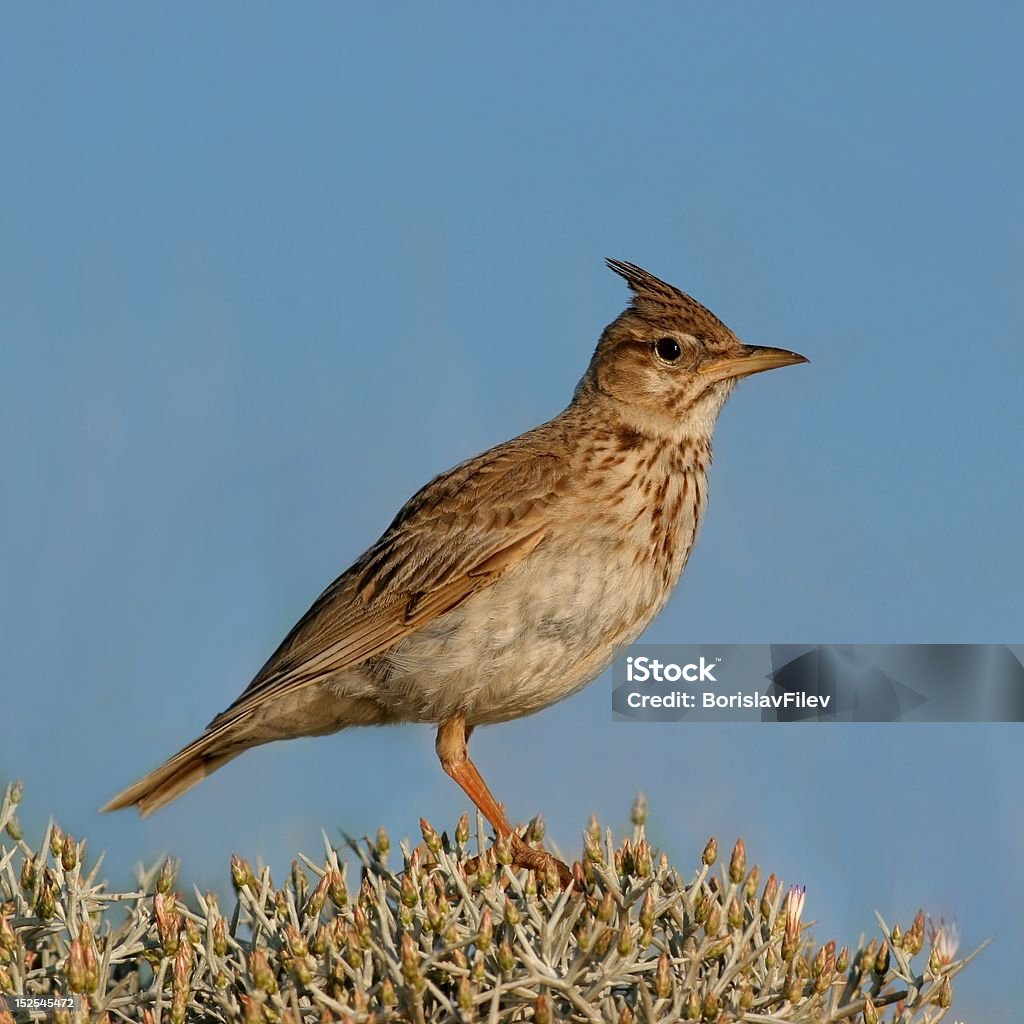 Chim chiền chiện" - 10.919 Ảnh, vector và hình chụp có sẵn | Shutterstock