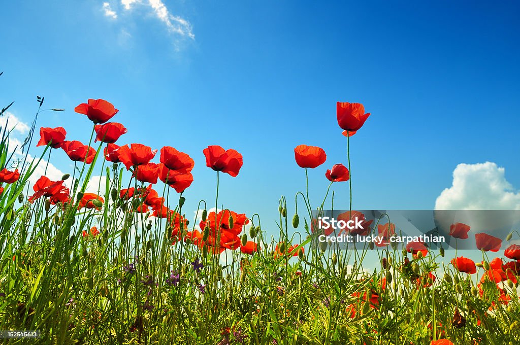 Poppies - Foto de stock de Agricultura libre de derechos