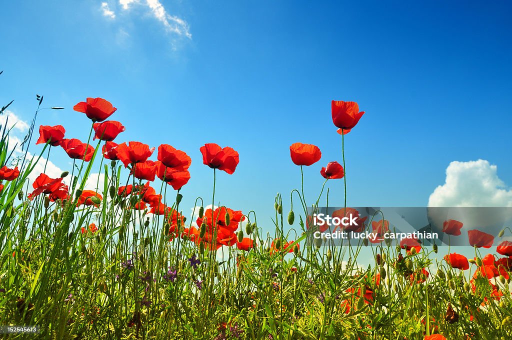 Poppies - Foto stock royalty-free di Agricoltura