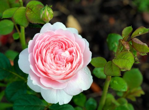 pink, rose, flower, rosa, English rose, bloom, summer, shrub, natural beauty