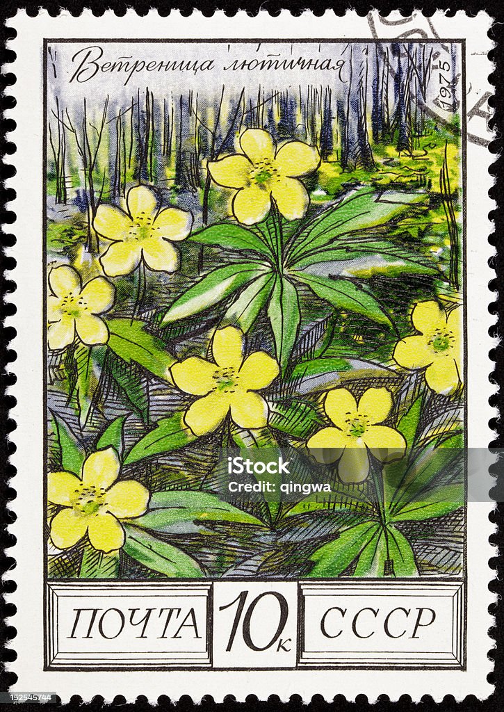 취소된 소련 러시아 우표 라눈큘러스 옐로우 미나리아재비 오크 - 로열티 프리 꽃-식물 스톡 사진