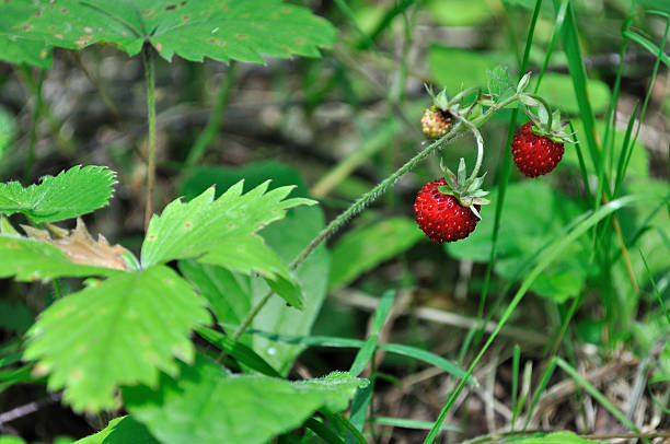 Wild strawberry in grass stock photo