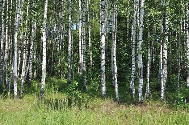 istock Birch grove on summer day 152545808