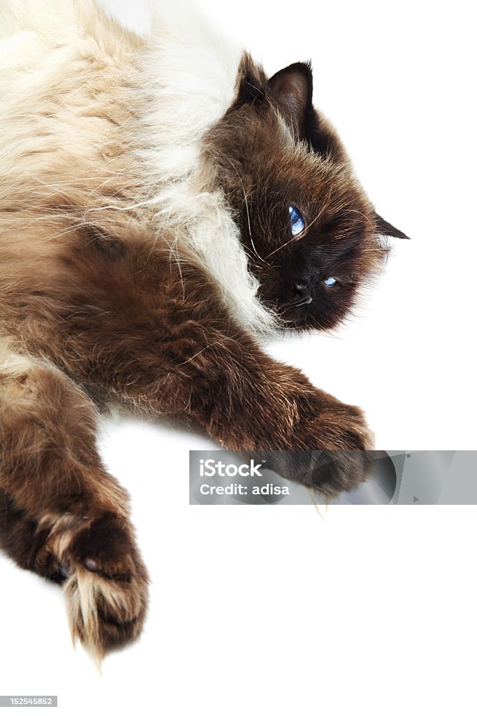 Cat - Foto de stock de Acostado libre de derechos