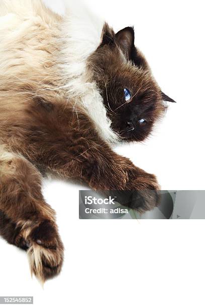 Gatto - Fotografie stock e altre immagini di Animale - Animale, Animale da compagnia, Animale domestico