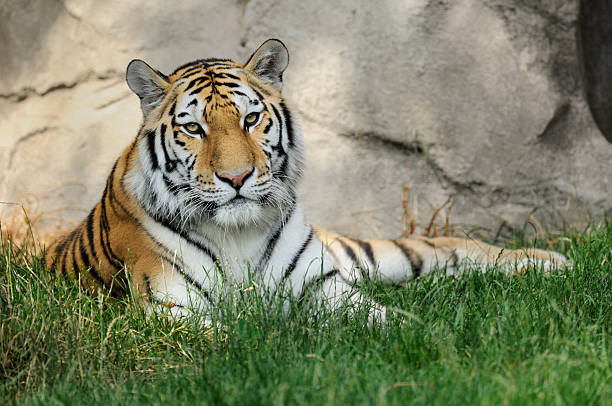 istock Female Amur tiger (Panthera tigris altaica) 152546495