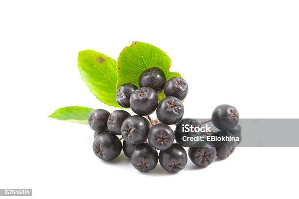 Black Aronia Berries Stock Photo - Download Image Now - Aronia - Shrub, Chokeberry - Fruit, Berry Fruit