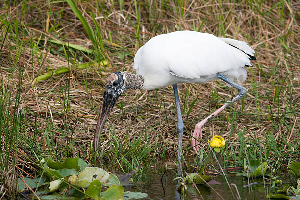 검은머리황새 - wading bird everglades national park egret 뉴스 사진 이미지