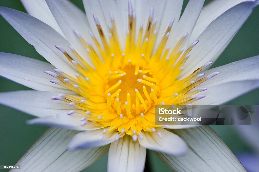 Flor em flor - Foto de stock de Beleza royalty-free