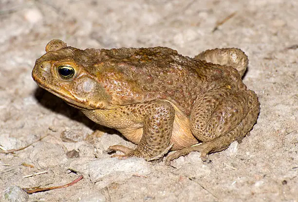 feral australian cane toad