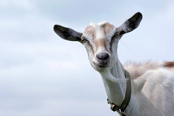 istock portrait of a goat 152547421