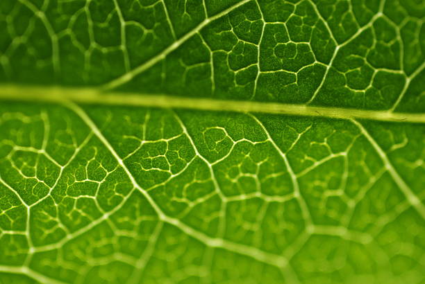 istock Macro Shot Of Backlit Leaf Veines 152547655