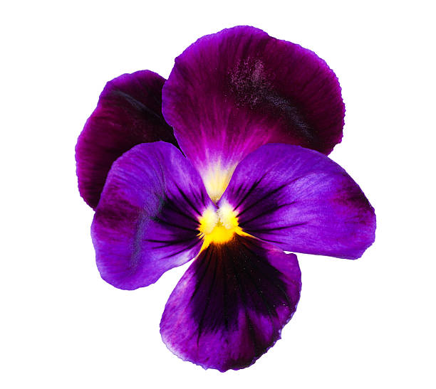 istock dark blue pansy isolated on white 152547726